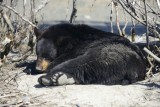 First look at a black bear