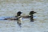 Common loons
