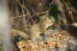 Red squirrel