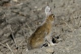 Snowshoe hare