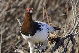 Willow Ptarmigan