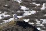Dall sheep