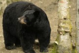 Black bear