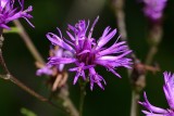 Narrow leaf iron weed.jpg