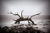 Driftwood Beach
