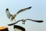 Gulls