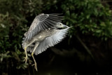 Night Heron