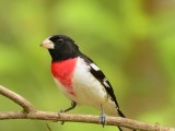 Rose-breasted Grosbeak