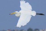 G egret6035.jpg
