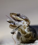 Cottonmouth