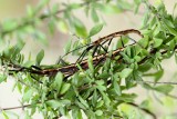Palmetto Walking stick