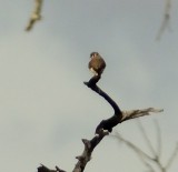 American Kestrel