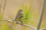Palm Warbler