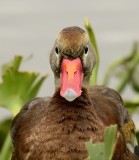 Black-bellied Whistling Duck