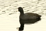 Coot