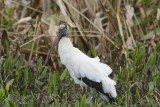Wood Stork