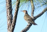 Northern Flicker
