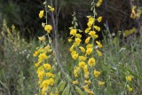 Showy Crotalaria