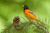 Baltimore Oriole on pines 
