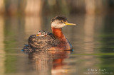 Red-necked grebe with 2 riders