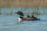 Loon with dual riders in grassy scene