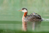 Red-Necked Grebe with three babies 