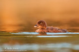 Loon baby at eye level 