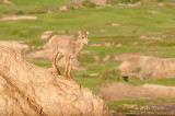 Bighorn sheep (Ewe) on Badlands cliff