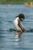 Loon doing Penguin dance 