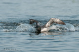 Loon landing