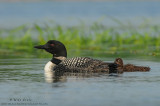 Loon parent with baby in element