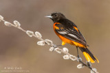 Baltimore Oriole on Pussywillow 