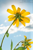 Coreopsis flower to the sun