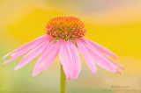 Purple Coneflower against yellow