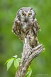Boreal Owl on log with vine