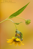 Tree frog dangles on flower