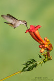 Ruby-throated Hummingbird on Trumpet vine