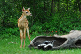 Bambi with two skunks