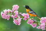Baltimore Oriole on pink crabapple blossums