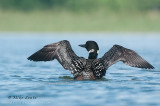 Common Loon wing flap