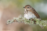 Hermit Thrush on lichen perch