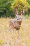 White-tail Buck in fall prairie