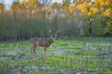 Buck in brush 