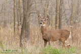 White-tailed deer at forest edge 