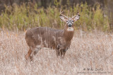 White-tailed deer stare down