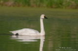 Bewicks Swan 