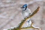 Blue Jay in winter scene 