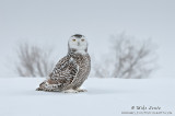 Snowy Owl in winter habitat