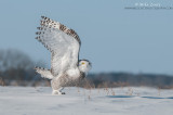 Snowy owl blast off 