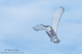 Snowy Owl blue skies flight 